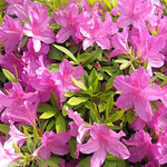 倉敷市の美観地区は天領の街としても有名で躑躅が綺麗でした。　　　　　・天領の街の躑躅の鮮やかさ(和良)