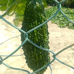 金網の塀には食べごろの緑の美しいゴーヤも実っていました。　　　・食べごろの緑の美しきゴーヤかな(和良)