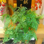 道後温泉のアーケード街では店頭に飾られた常盤忍が涼しそうでした。　　　・店頭の常盤忍の涼しげに(和良)