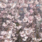 吉野川市の向麻山公園の垂れ桜は花を一杯つけて輝いていました。　・咲き満てる花のどれもが輝きて(和良)