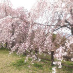 吉野川市の向麻山公園には満開の桜をくぐり抜けてきました。　　　　・満開の花のトンネルくぐり行く(和良)