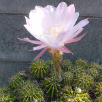 我が家の仙人掌は行く夏を惜しむかのように咲いていました。　　　　　・行く夏を惜しみ仙人掌花開く(和良)