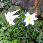 百合の花は二つ花を開いていよいよ百合の花らしくなりました。　　・二つ咲きいよいよ百合の花らしく(和良)