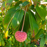 藍住町のパン屋さんの店先の木に赤い実がついていました。　　　　・店先の木々の木の実も色づきぬ(和良)