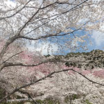 上勝町の枝垂桜は渓を染め地を染め山を染めて散っていました。　　　　・花万朶渓染め地染め山染めて(和良)