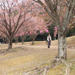 助任川南岸の蜂須賀桜は地面に花びらを敷き詰めて散っていました。　　・敷き詰めし上に一片また落花(和良)