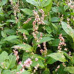 種を取る三番藍の花は刈り取られた藍畑の片隅にありました。　　　　　　・片隅に種取る花や藍畑（和良）