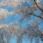 神山温泉のしだれ桜を見上げると青空にくっきりと浮かんでいました。　・青空にしだれ桜のくっきりと(和良)