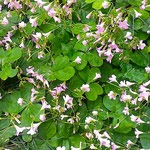 我が家の庭の酢漿草は夕方になると花を閉じてしまいました。　　　　　　・酢漿草の早や眠りゐる夕べ(和良)