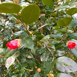 牛岐城址の岩田公次句碑の近くには椿が咲き始めていました。　　　　　　・艶のある葉の美しき椿かな(和良)