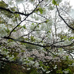 中央公園では広い徳島城址に様々な桜が咲き満ちていました。　 　・とりどりの桜の色でありにけり(和良)
