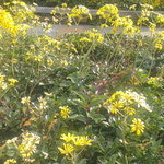 徳島市中央公園の石蕗は山茶花の花壇の中にまで咲いていました。　・山茶花の花壇にまでも石蕗の花(和良)