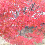 栗林公園の東門に近い栗林庵の前で見た冬紅葉は真っ赤でした。　　・冬紅葉とはこんなにも真っ赤っ赤(和良)