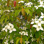 藍住町の馴染のパン屋の庭先に山法師が白い花をつけていました。　　　　・庭先に際立つ白や山法師(和良)