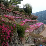 吉野川市美郷にある高開石積みの芝桜を見てきました。　　　　　　　　　・段畑の土をとどめて芝桜（和良）