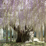 石井町の地福寺の藤は樹齢200歳と伝えられ見事な咲きっぷりでした。・二百歳てふ藤の幹武骨なる(和良)