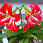 母が育てていた鉢植えのアマリリスが今年も花をつけました。　　　・今日も咲く母の残せしアマリリス(和良)
