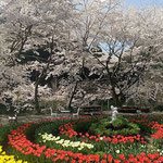 よく手入れされたチューリップは遅速無く咲いていました。 　　・遅速無く咲き揃ひたるチューリップ(和良)