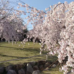 藍住町の桜づつみ公園では家族でお花見を楽しんでいました。　　　　　　・乳母車押して公園お花見に(和良)