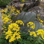 徳島城公園の表御殿の石蕗の花は岩を抱くように咲いていました。　・岩抱けるやうにも咲きて石蕗の花(和良)
