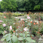 徳島市中央公園では咲き残る薔薇に強い夏の日が差していました。　　・咲き残る薔薇に夏日の容赦なく(和良)