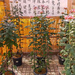 吉野川市鴨島町の菊花展・菊人形展の初日に行ってきました。　　　　・初日かなまばらに咲ける菊花展(和良)