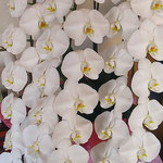 鳴門市のレストランの胡蝶蘭を眺めてから祝いの席に着きました。　　　　　・胡蝶蘭眺め祝の席に着く(和良)