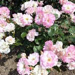 たくさんの薔薇を巡っていると薔薇の色香に酔いました。　　　　・巡りたる薔薇の色香に酔ひにけり(和良)
