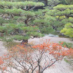 栗林公園の掬月亭では紅葉の赤が松の緑を際立てていました。　　　　　　・紅葉に松の緑のいや増して(和良)