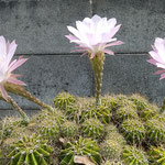 我が家の庭の仙人掌は秋の日差しを浴びて花をつけています。　　　　・仙人掌の秋の日差を浴びて咲く(和良)