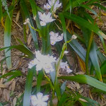 竹林の斜面に咲き残る著莪の花はいじらしく見えました。　　　　　　・竹林の斜面に著莪の咲き残り(和良)