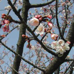 皇居東御苑の寒緋桜が満開でした。緋色がきれいでした。  ・青空に寒緋桜の緋色かな （和良）