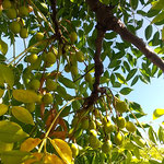 うちのうみ公園の木の実は少しづつ色づき始めていました。　　　・葉に隠れをりし木の実もありにけり(和良)