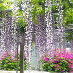 石井町の地福寺でも藤まつりがあり大勢の方が見えていました。　　　　・藤の花越しに躑躅も見ゆる寺(和良)