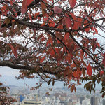 松山城からは桜紅葉越しに石鎚山もはるかに見渡せました。　　・冬晴れの城石鎚の峰も見え(和良)