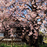 徳島市の原田家住宅では母樹の蜂須賀桜が爛漫と咲いていました。　　　　・爛漫と母樹の蜂須賀桜咲く(和良)