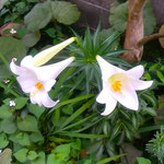 我が家の庭に咲いた百合の花が今日はもう一つ花を開きました。　　・百合の花今日はも一つ咲いてをり(和良)