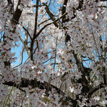 神山町の神山温泉の駐車場ではしだれ桜が満開になっていました。　・満開のしだれ桜のあでやかさ(和良)