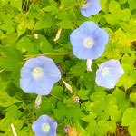 朝顔は大地を這って一日限りの生命の花を咲かせています。　　　　　　・朝顔の一と日限りの生命かな(和良)