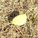 牛岐城公園の岩田公次句碑に黄色い初蝶が飛んできました。　　・くっきりと紋ありこの小さき初蝶に(和良)