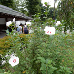 懐古園は小諸城址であり、歴史を刻んだ石垣や城門が残っていました。　　・懐古園なるは城跡芙蓉咲く（和良）