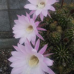 仙人掌の花は一日限りの命を鮮やかに咲ききっていました。　　　　　・仙人掌の一と日限りの花の彩(和良)