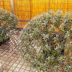 吉野川市鴨島町の菊花展・菊人形展の初日に行ってきました。　　　　　・初日かな客もまばらの菊花展(和良)