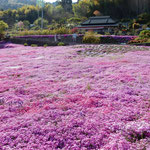 美馬市脇町の広棚の芝桜は三人の姉妹が力を合わせて育てました。　　・三姉妹皆で育てし芝桜(和良)