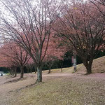 徳島城公園の助任川南岸の蜂須賀桜は葉桜になっていました。　・葉桜も赤き蜂須賀桜かな（和良）