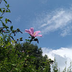徳島市の文化の森の裏山で見た木槿は青空に向かって咲いていました。　・青空と真白き雲と底紅と(和良)