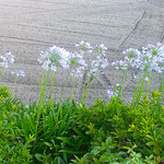 鳴門市のレストランの前にアガパンサスが咲いていました。　　・梅雨明けてアガパンサスのまぶしかり(和良)
