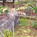 渭水苑の枯山水の庭園ではあちらこちらに万両が実をつけていました。　・遠目にも赤美しき実万両(和良)