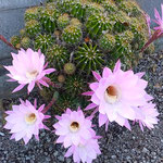 我が家の仙人掌の花の中にある蕊は美しい金色をしていました。　　　　　　・金の蕊美しき仙人掌の花(和良)