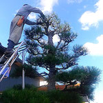 馴染の植木屋さんは高々と慣れた手つきで松手入を始めました。　　　　　・青空に始まってゐる松手入(和良)